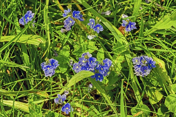 Meadow with speedwell (Veronica), Allgaeu, Bavaria, Germany, Europe