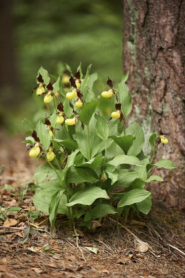 Close-up of lady's-slipper orchid (Cypripedium calceolus) blossom in a forest in early summer