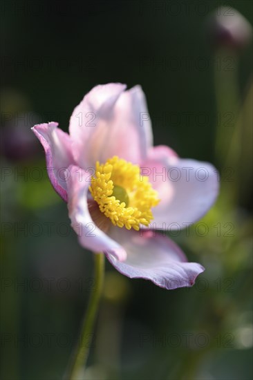 Close-up of a Chinese anemone (Anemone hupehensis) blossom in a garden in summer