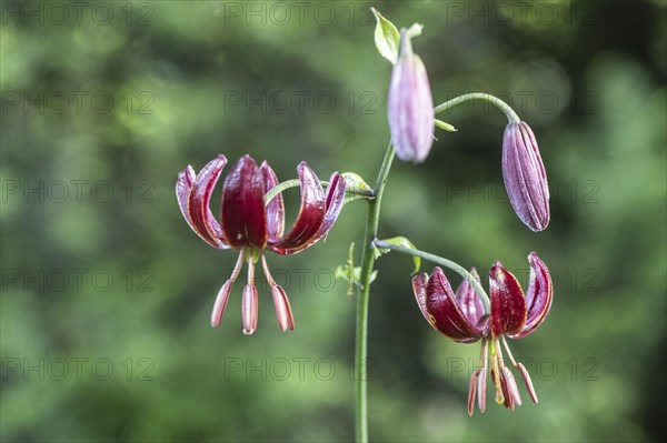 Martagon lily (Lilium martagon), Emsland, Lower Saxony, Germany, Europe