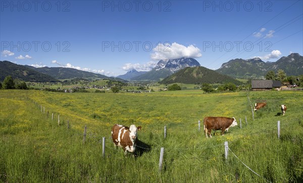 Cows grazing in a meadow, Ennstal, Grimming in the background, panoramic view, near Aigen im