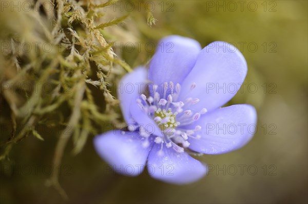 Close-up of a Common Hepatica (Anemone hepatica) blossom in a forest in spring