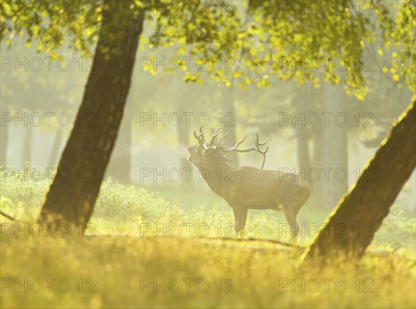A Red deer (Cervus elaphus) male on a early foggy morning at the edge of the woods
