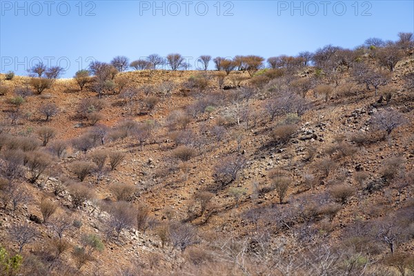 Leafless trees, barren dry landscape with red and yellow hills, Kaokoveld, Kunene, Namibia, Africa