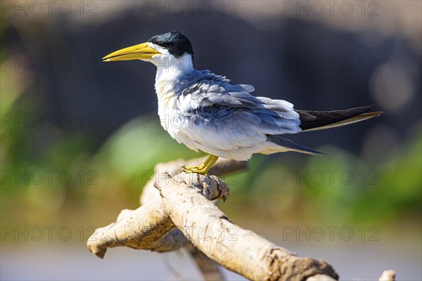 Large-billed Tern (Phaetusa simplex) Pantanal Brazil