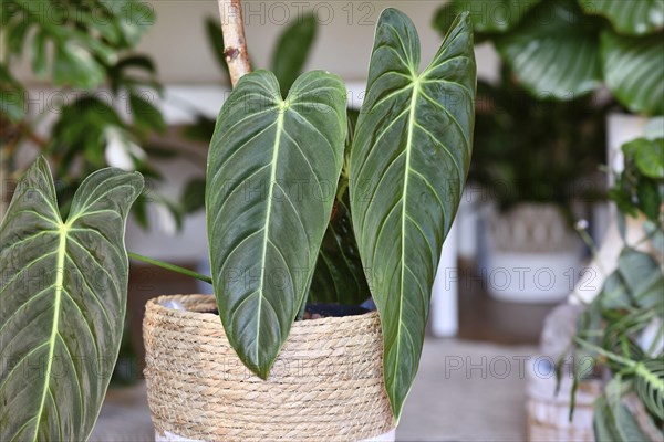 Tropical 'Philodendron Melanochrysum' houseplant with long velvet leaves in flower pot on table in