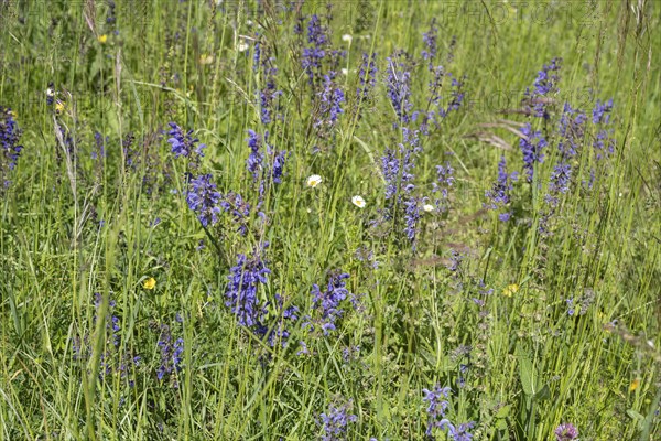 Meadow clary (Salvia pratensis) in a meadow, bee forage meadow, forage meadow, Baden-Wuerttemberg,