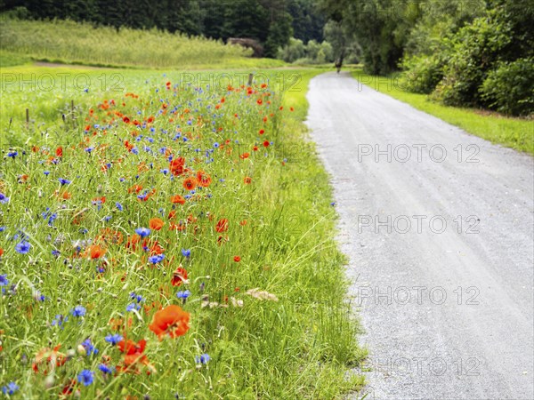 Poppy field in bloom, cornflowers in between, Sausal cycle path, near Heimschuh, Styria, Austria,