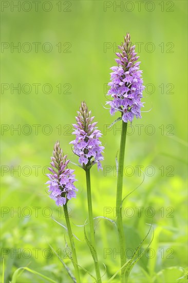 Moorland spotted orchid (Dactylorhiza maculata), flowering wild orchid, plant group, macro, nature