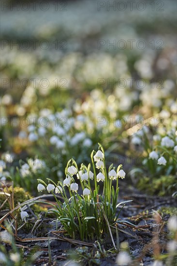 Field of spring snowflake (Leucojum vernum) blooming in spring, Bavaria, Germany, Europe