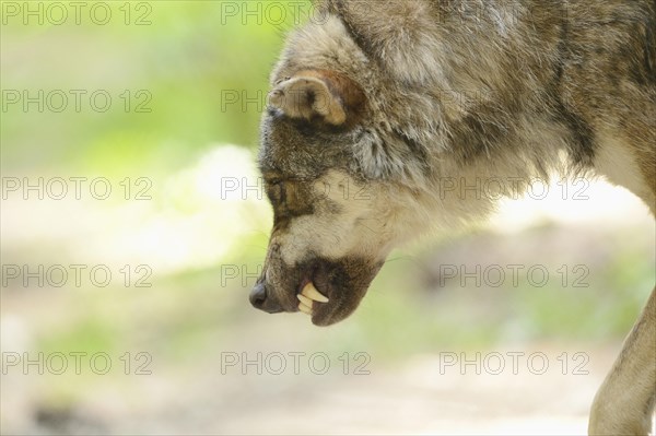 Portrait of a gray wolf (Canis lupus) in a forest snarling, captive, Germany, Europe