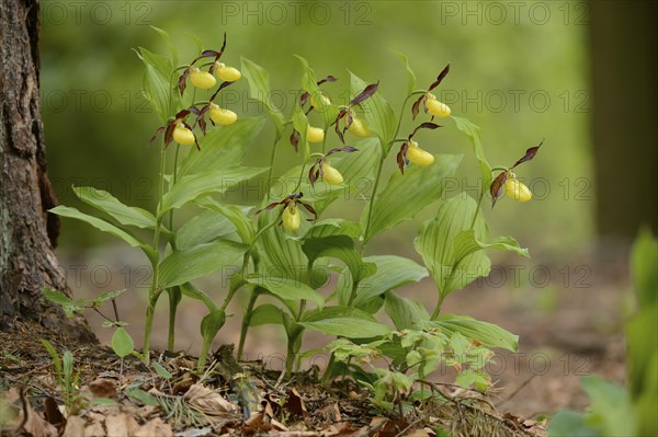 Close-up of lady's-slipper orchid (Cypripedium calceolus) blossoms in a forest in spring, Upper