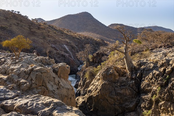 African Baobab (Adansonia digitata) at Kunene Fl, in the evening light, Epupa Falls, Kunene,