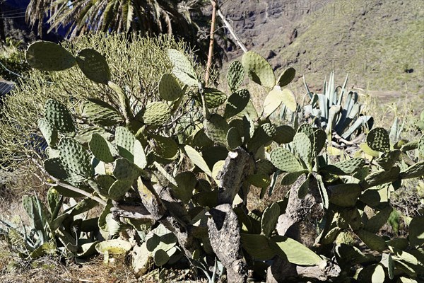 Mountain village Masca, Masca Gorge, Montana Teno Mountains, Tenerife, Canary Islands, Spain,