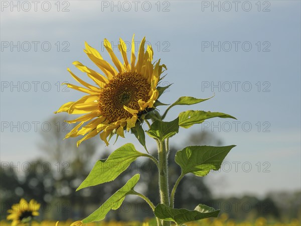 A single sunflower stands out against a blue sky, yellow sunflower field in front of a forest and
