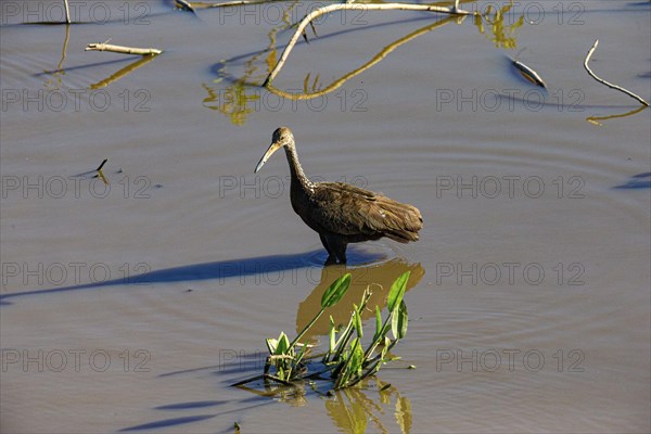 Limpkin (Aramus guarauna) Pantanal Brazil