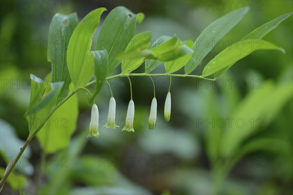 Blossoms of a Solomon's seal (Polygonatum multiflorum)