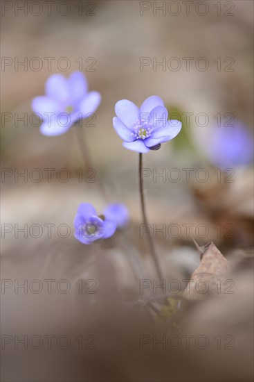 Close-up of a Common Hepatica (Anemone hepatica) blossoms in a forest on a sunny evening in spring