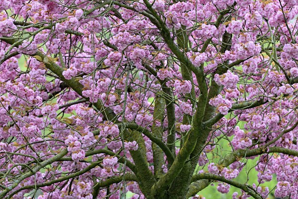 Japanese flowering cherry (Prunus serrulata Kanzan) in bloom, North Rhine-Westphalia, Germany,