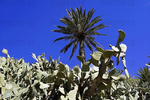 Mountain village Masca, Masca Gorge, Montana Teno Mountains, Tenerife, Canary Islands, Spain,