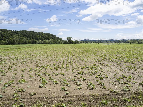 Pumpkin field at the edge of the forest, near Heimschuh, Styria, Austria, Europe