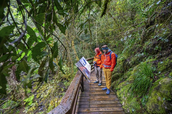 Young and older man reading information signs, on wooden path in dense forest, Graskop Gorge or