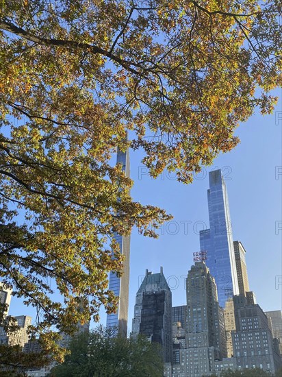 Close-up of autumn leaves in central park with view of skyscrapers behind, the skyline of new york