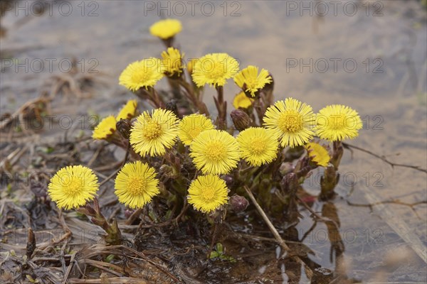 Close-up of coltsfoot (Tussilago farfara) blooming in a sandpit in spring, Bavaria, Germany, Europe
