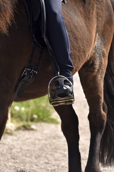 Close-up of rider's leg and stirrup during training of an Icelandic horse equipped with saddle, bit