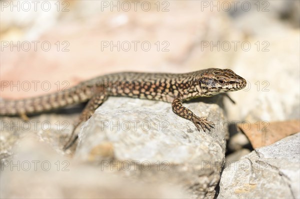 Close-up of a common wall lizard (Podarcis muralis) in autumn, Italy, Europe