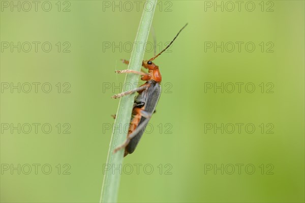 Close-up of a Soldier beetle (Cantharis fusca) on a grass stalk in a meadow