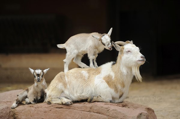 Close-up of domestic goat (Capra aegagrus hircus) mither with her kids on a rock in spring