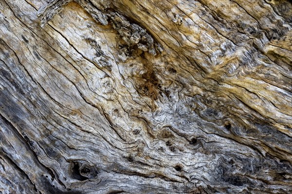 Detail trunk olive tree, island Pag, Zadar, Dalmatia, Croatia, Europe