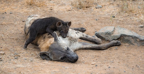 Spotted hyenas (Crocuta crocuta), adult female cuddling with young, lying down, Kruger National