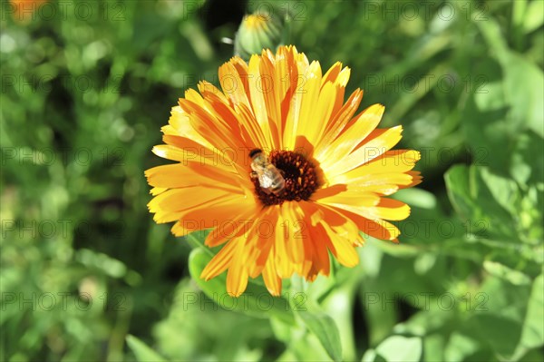 Vivid orange marigold with a bee in the centre, surrounded by green vegetation, flower meadow,