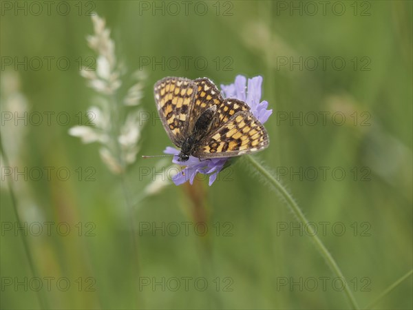 Queen of Spain fritillary (Issoria lathonia) in a meadow clover, near St. Andrae-Hoech, Sausal,