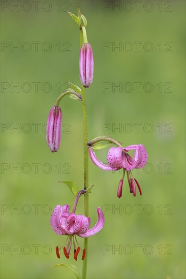 Martagon lily (Lilium martagon) in a forest in spring, lily family, medicinal plant, macro, nature
