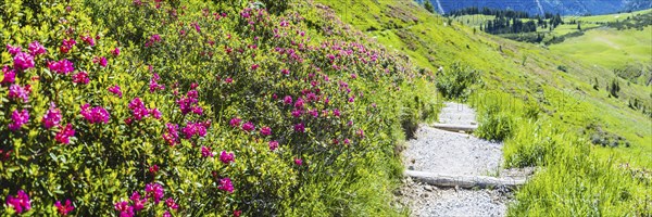 Alpine rose blossom, panorama of the Fellhorn, Allgaeu, Bavaria, Germany, Europe