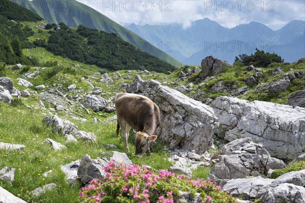 Young cattle, Allgaeu Brown Swiss, domestic cattle (Bos primigenius taurus), Koblat on the