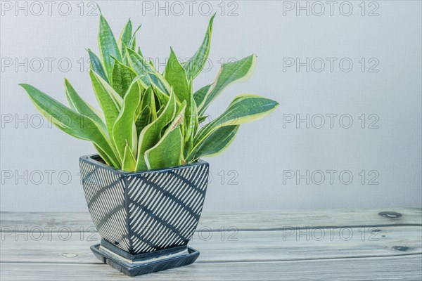 Dracaena trifasciata, AKA snake plant or mother-in-law's tongue, in black and white vase on wooden