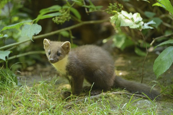 Close-up of a European pine marten (Martes martes) youngster in a forest in early summer
