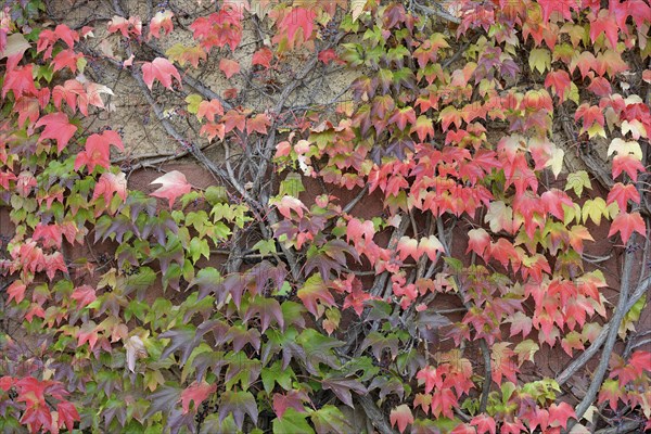 Wild Vine, Maiden Vine (Parthenocissus quinquefolia) with fruits and autumn leaves clinging to a