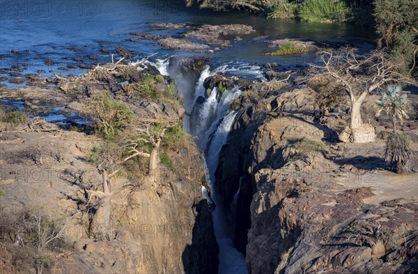 Kunene River, waterfall and African Baobab (Adansonia digitata), in the evening light, Epupa Falls,