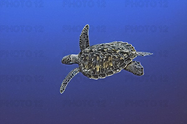Green turtle, green turtle (Chelonia mydas), Wakatobi Dive Resort, Sulawesi, Indonesia, Asia