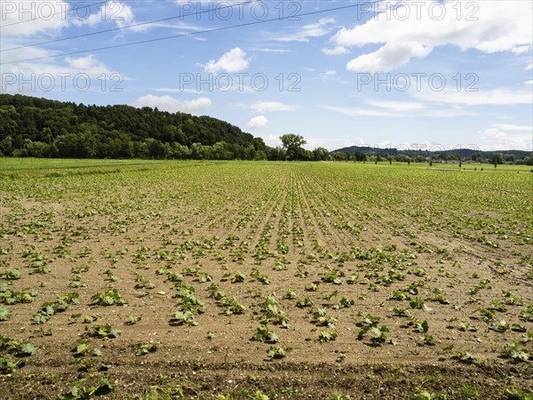 Pumpkin field at the edge of the forest, near Heimschuh, Styria, Austria, Europe