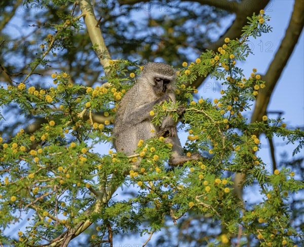 Southern vervet monkey (Chlorocebus pygerythrus) sitting in a flowering tree, eating yellow flowers