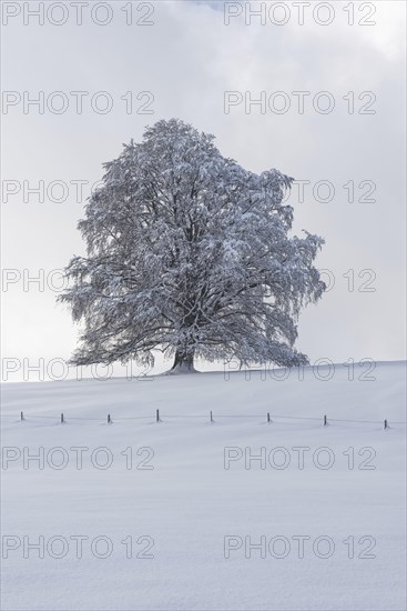 European beech, Fagus sylvatica, in winter, solitary tree near Rieden am Forggensee, Ostallgaeu,