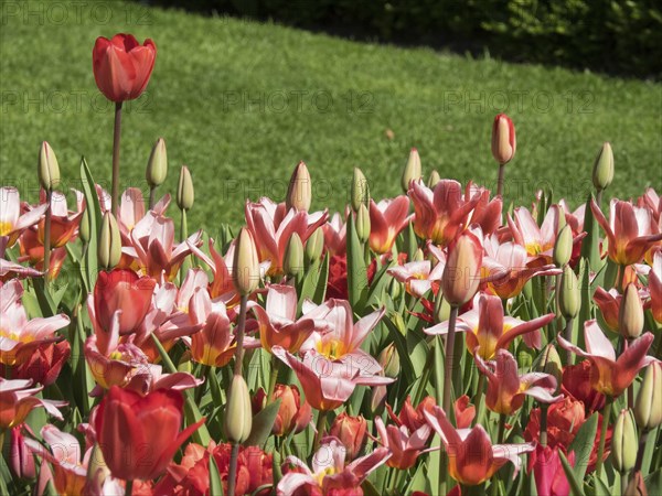 A field full of intense red and pink tulips, some still in bud, shining against a green background,