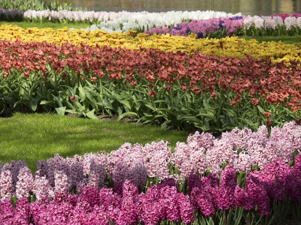 Flower garden with rows of colourful hyacinths and green plants in a cheerful spring atmosphere,
