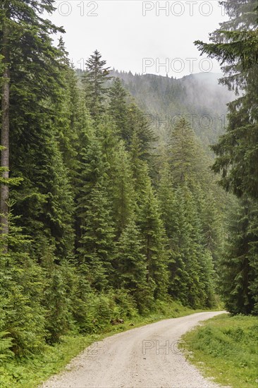 A gravel path winds through a dense forest, with misty mountains in the background, hiking trail in
